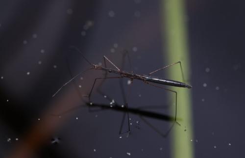 Hydrometra gracilenta